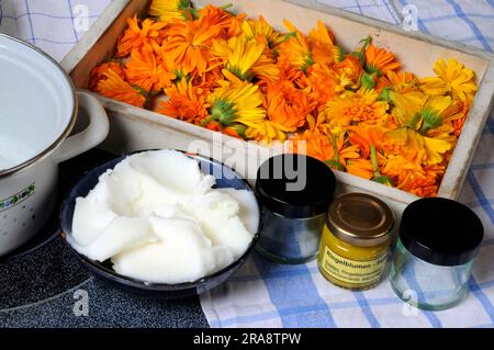 Common Marigold (Calendula officinalis), preparation of Marigold ointment, Marigold ointment Stock Photo