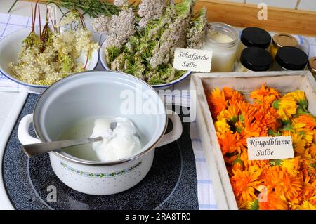 Common Marigold (Calendula officinalis), preparation of Marigold ointment, Marigold ointment Stock Photo