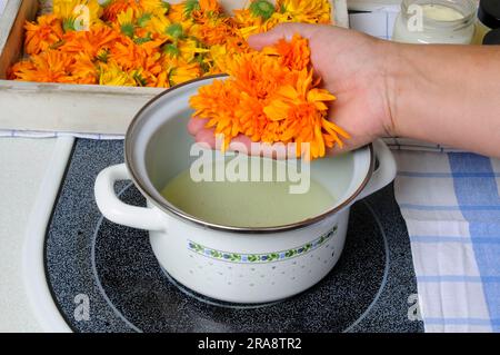 Common Marigold (Calendula officinalis), preparation of Marigold ointment, Marigold ointment Stock Photo