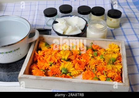 Common Marigold (Calendula officinalis), preparation of Marigold ointment, Marigold ointment Stock Photo