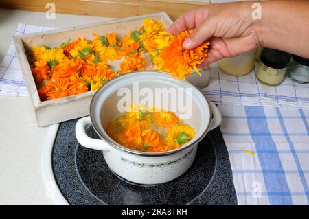 Common Marigold (Calendula officinalis), preparation of Marigold ointment, Marigold ointment Stock Photo