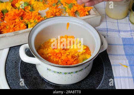 Common Marigold (Calendula officinalis), preparation of Marigold ointment, Marigold ointment Stock Photo