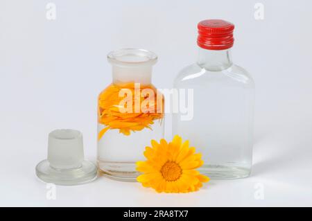 Common Marigold (Calendula officinalis), preparation of Marigold tincture, Marigold tincture, cut-out, object Stock Photo