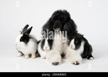 Small poodle, harlequin, and lion's mane dwarf rabbit, black and white, 13 weeks, lion's mane dwarf rabbit, lion's head rabbit, domestic rabbit Stock Photo