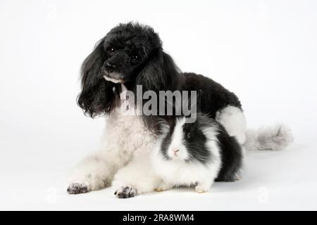 Small poodle, harlequin, and lion's mane dwarf rabbit, black and white, 13 weeks, lion's mane dwarf rabbit, lion's head rabbit, domestic rabbit Stock Photo