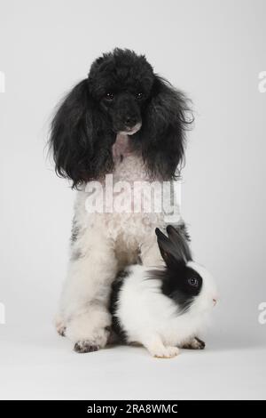 Small poodle, harlequin, and lion's mane dwarf rabbit, black and white, 13 weeks, lion's mane dwarf rabbit, lion's head rabbit, domestic rabbit Stock Photo