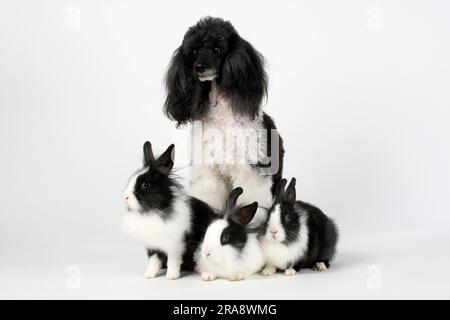 Small poodle, harlequin, and lion's mane dwarf rabbit, black and white, 13 weeks, lion's mane dwarf rabbit, lion's head rabbit, domestic rabbit Stock Photo