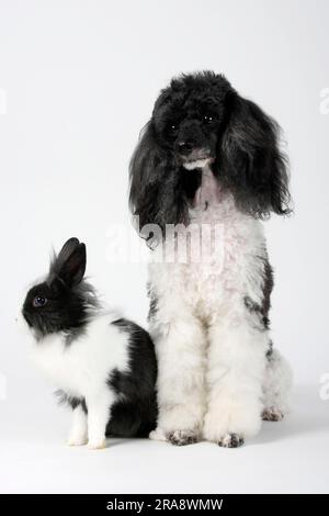 Small poodle, harlequin, and lion's mane dwarf rabbit, black and white, 13 weeks, lion's mane dwarf rabbit, lion's head rabbit, domestic rabbit Stock Photo