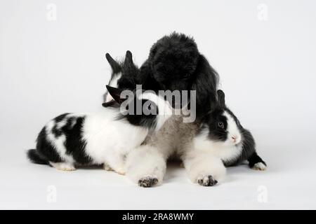 Small poodle, harlequin, and lion's mane dwarf rabbit, black and white, 13 weeks, lion's mane dwarf rabbit, lion's head rabbit, domestic rabbit Stock Photo