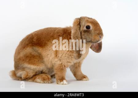 Apricot with Japanese markings, 17 weeks, and Cavalier King Charles ...
