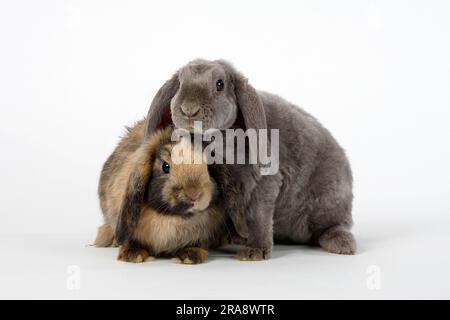 Dutch dwarf ram, Japanese coloured, 11 weeks, and Rex dwarf ram, lilac, 14 weeks, Rex dwarf ram, ram rabbits, dwarf ram rabbits, domestic rabbits Stock Photo