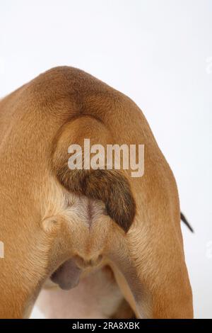 English Bulldog, Puppy, 3 months, Tail, Tail Stock Photo