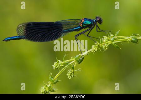 Banded demoiselle (Calopteryx splendens) (Agrion splendens), lateral, male, Lower Saxony, Germany Stock Photo