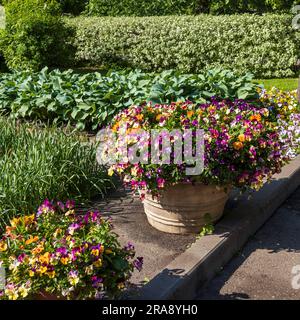 outdoor white ceramic vase as decoration with blue violets of different colors in the park. landscape design Stock Photo