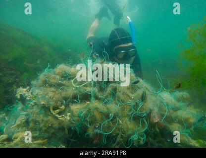 Freediver picks up lost fishing net lies on green algae in sun glare on shallow water in Black sea, Ghost gear pollution of Ocean, Black sea, Odessa, Stock Photo