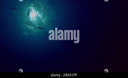View of sun light from blue abyss, slow motion. Light filters down through blue water. Underwater sun rays in depth ocean. Underwater light, sun light Stock Photo