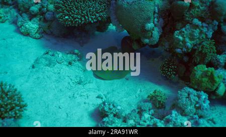Blue spotted Stingray or Bluespotted Ribbontail Ray (Taeniura lymma) lies on sandy bottom in shadow of coral reef, Red sea, Egypt Stock Photo