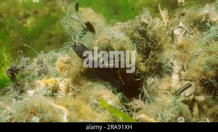 Dead Goby fish in lost fishing net lies on seabed on bright sunny day in Black sea, Ghost gear pollution of Seas and Ocean, Black sea, Odessa, Ukraine Stock Photo