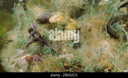July 2, 2023, Black sea, Ukraine: Dead Goby fish in lost fishing net lies on seabed on bright sunny day in Black sea, Ghost gear pollution of Seas and Ocean, Black sea, Odessa, Ukraine (Credit Image: © Andrey Nekrasov/ZUMA Press Wire) EDITORIAL USAGE ONLY! Not for Commercial USAGE! Credit: ZUMA Press, Inc./Alamy Live News Stock Photo