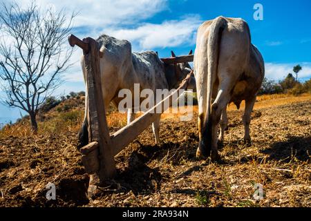 A pair of Ploughing Oxen tied on a Traditional Ploughing Equipment also called Hal in India. Himalayan region of Uttarakhand, India. Stock Photo