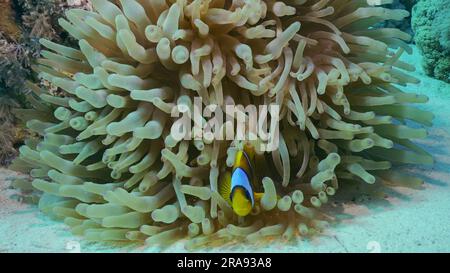 Red Sea, Egypt. 24th June, 2023. Red Sea Clownfish or Threebanded Anemonefish (Amphiprion bicinctus) swimming next to Bubble Anemone (Entacmaea quadricolor, Parasicyonis actinostoloides), Red sea, Egypt (Credit Image: © Andrey Nekrasov/ZUMA Press Wire) EDITORIAL USAGE ONLY! Not for Commercial USAGE! Stock Photo