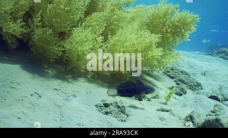 Red Sea, Egypt. 24th June, 2023. Blue White-barred Goby (Amblygobius Semicinctus, Amblygobius phalaena) swims near Soft coral Yellow Broccoli (Litophyton arboreum) on sandy seabed on sunny day, Red sea, Safaga, Egypt (Credit Image: © Andrey Nekrasov/ZUMA Press Wire) EDITORIAL USAGE ONLY! Not for Commercial USAGE! Stock Photo