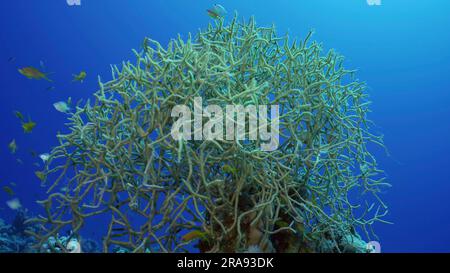 Red Sea, Egypt. 24th June, 2023. Soft coral colony (Rumphella torta) colorful tropical fish swim around in blue water on sunny day, Red sea, Safaga, Egypt (Credit Image: © Andrey Nekrasov/ZUMA Press Wire) EDITORIAL USAGE ONLY! Not for Commercial USAGE! Stock Photo
