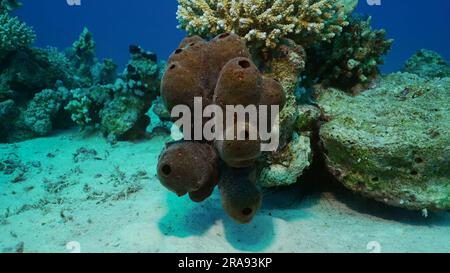 Red Sea, Egypt. 24th June, 2023. Close-up of Great sea sponge on coral reef at seabed on sunny day, Red sea, Safaga, Egypt (Credit Image: © Andrey Nekrasov/ZUMA Press Wire) EDITORIAL USAGE ONLY! Not for Commercial USAGE! Stock Photo