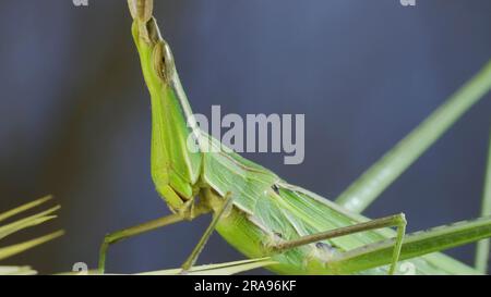 June 10, 2023, Odessa oblast, Ukraine, Eastern Europe: Close-up of an active Giant green slant-face grasshopper Acrida on spikelet on grass and blue sky background (Credit Image: © Andrey Nekrasov/ZUMA Press Wire) EDITORIAL USAGE ONLY! Not for Commercial USAGE! Stock Photo