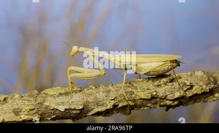 June 10, 2023, Odessa oblast, Ukraine, Eastern Europe: Big female praying mantis sitting on branch in the grass and blue sky background. European mantis (Credit Image: © Andrey Nekrasov/ZUMA Press Wire) EDITORIAL USAGE ONLY! Not for Commercial USAGE! Stock Photo