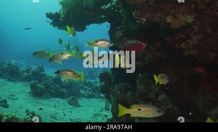 Red Sea, Egypt. 17th June, 2023. Shoal of yellow Sea Perch swims near reef, slow motion. A school of Dory snapper or Blackspot snapper (Lutjanus fulviflamma) floats around coral reef in morning time, Red sea, Egypt (Credit Image: © Andrey Nekrasov/ZUMA Press Wire) EDITORIAL USAGE ONLY! Not for Commercial USAGE! Stock Photo