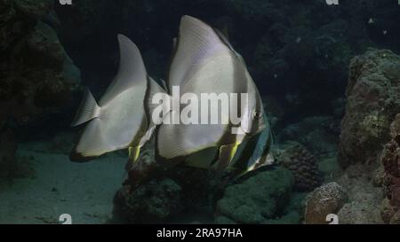 Red Sea, Egypt. 17th June, 2023. A group of Blunthead Batfish or Longfin Batfish (Platax teira) stands under rock in its shadow, Red sea, Egypt (Credit Image: © Andrey Nekrasov/ZUMA Press Wire) EDITORIAL USAGE ONLY! Not for Commercial USAGE! Stock Photo