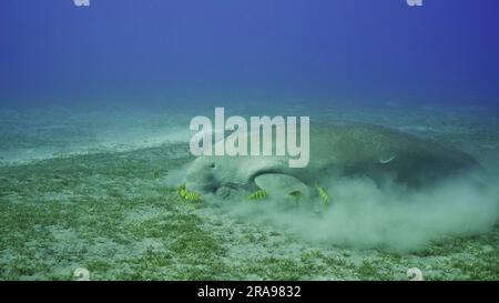 Dugong (Dugong dugon), feeding on sea weed, Golden Trevallys (Gnathodon ...