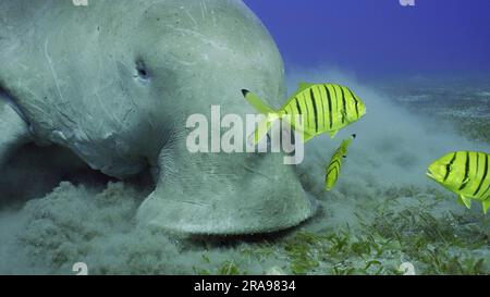 Portrait of Sea Cow eating algae on seagrass meadow. Dugong (Dugong ...