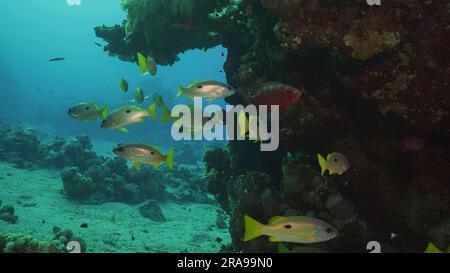 Shoal of yellow Sea Perch swims near reef, slow motion. A school of Dory snapper or Blackspot snapper (Lutjanus fulviflamma) floats around coral reef Stock Photo