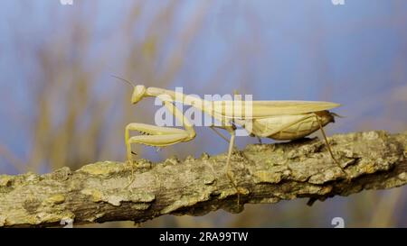 Big female praying mantis sitting on branch in the grass and blue sky background. European mantis (Mantis religiosa) Stock Photo