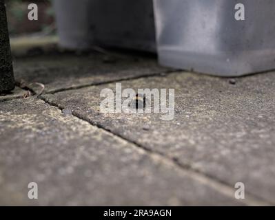 Bumble bee resting on paved floor. Stock Photo