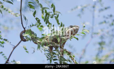 Green chameleon sits on thin branch of tree among green leaves with its tail wrapped around the branch on sunny day on blue sky background. Panther ch Stock Photo