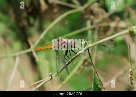 Close up front view of a female Crimson tailed marsh hawk dragonfly sitting on a vine stem in the garden Stock Photo