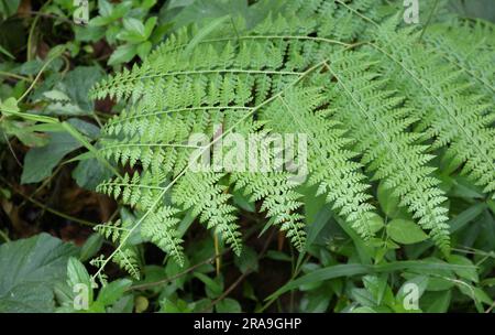 High angle view of a fern frond bent towards ground above the wild grass plants below Stock Photo