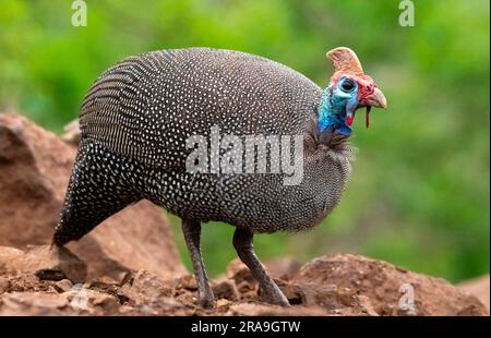Looking for breakfast. A close-up of a helmeted guineafowl. Mkhombe hide at Zimanga Private Game Reserve provides photographers with a bird bath hide. Stock Photo