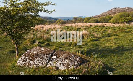 General shot of wetland habitat at Emsworthy Mire, Dartmoor Stock Photo