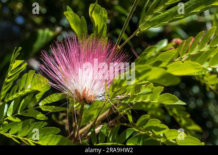 Mimosa Albizia julibrissin foliage and flowers in the park Stock Photo