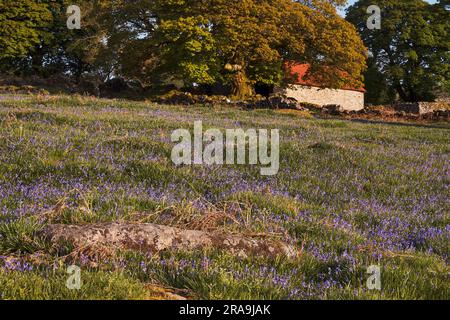 English Bluebells (Hyacinthoides non-scripta) in ancient field with red-roofed barn, Emsworthy Mire, Dartmoor Stock Photo