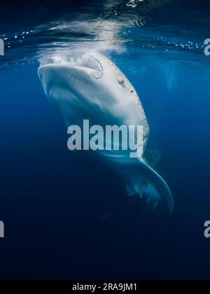 Whale shark eating plankton in blue ocean. Giant Whale shark swimming