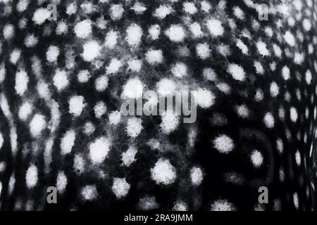 Organic shapes seamless pattern. Whale shark skin spots texture. Stock Photo