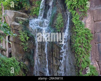 Adiantum raddianum - Delta maidenhair fern, on rock next to a waterfall. Stock Photo