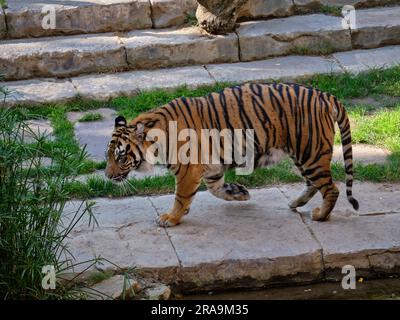 Sumatran Tiger, Panthera tigris sumatrae in enclosure, Zoo Bioparc Fuengirola, Spain Stock Photo