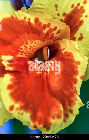 Orange-gelbe Blüte des indischen Blumenrohrs Stock Photo