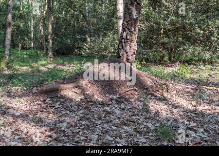A wood ant nest in Burnham Beeches, Buckinghamshire, UK. Stock Photo